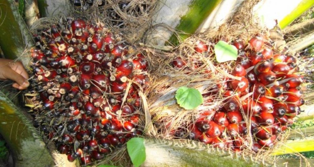 L’huile de palme enfin exclue des biocarburants