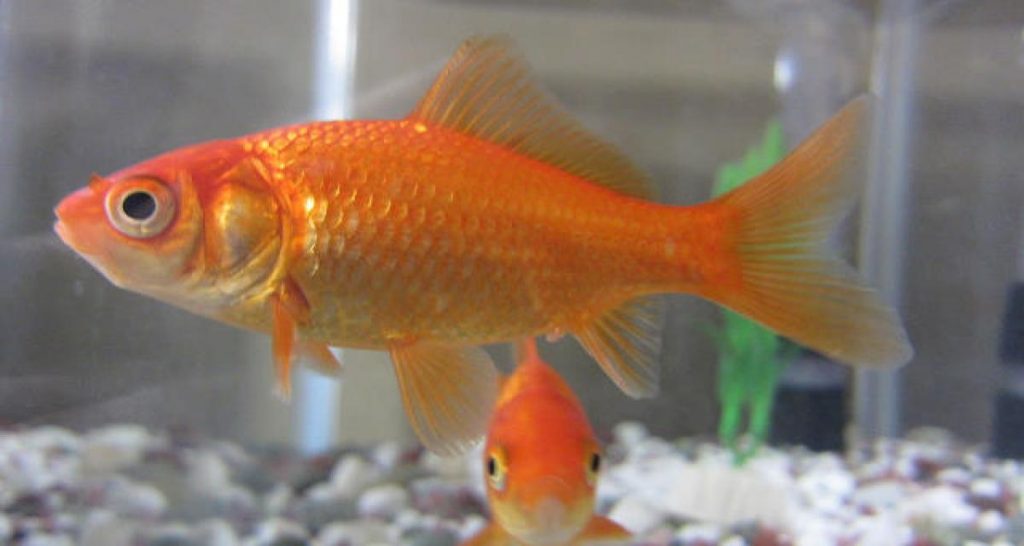 Les poissons rouges peuvent conduire