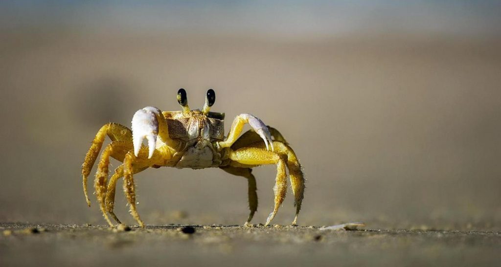 Mettez du crabe dans votre batterie