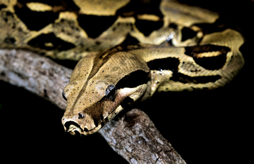 Un automobiliste découvre un boa de 1,50 mètre caché dans le moteur de sa voiture Boa constrictor, photographié en captivité.